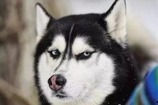 娱乐吃瓜酱哈士奇不拆家,娱乐吃瓜酱带你揭秘狗狗的神奇魅力