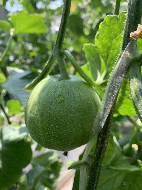 娱乐吃瓜封面如何做的,如何抓住眼球，吸引粉丝